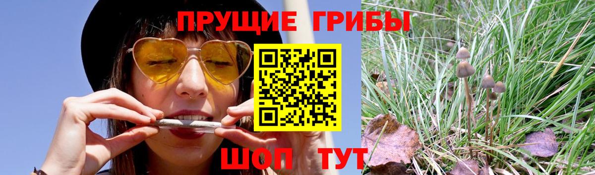 Псилоцибиновые грибы Psilocybe Чайковский