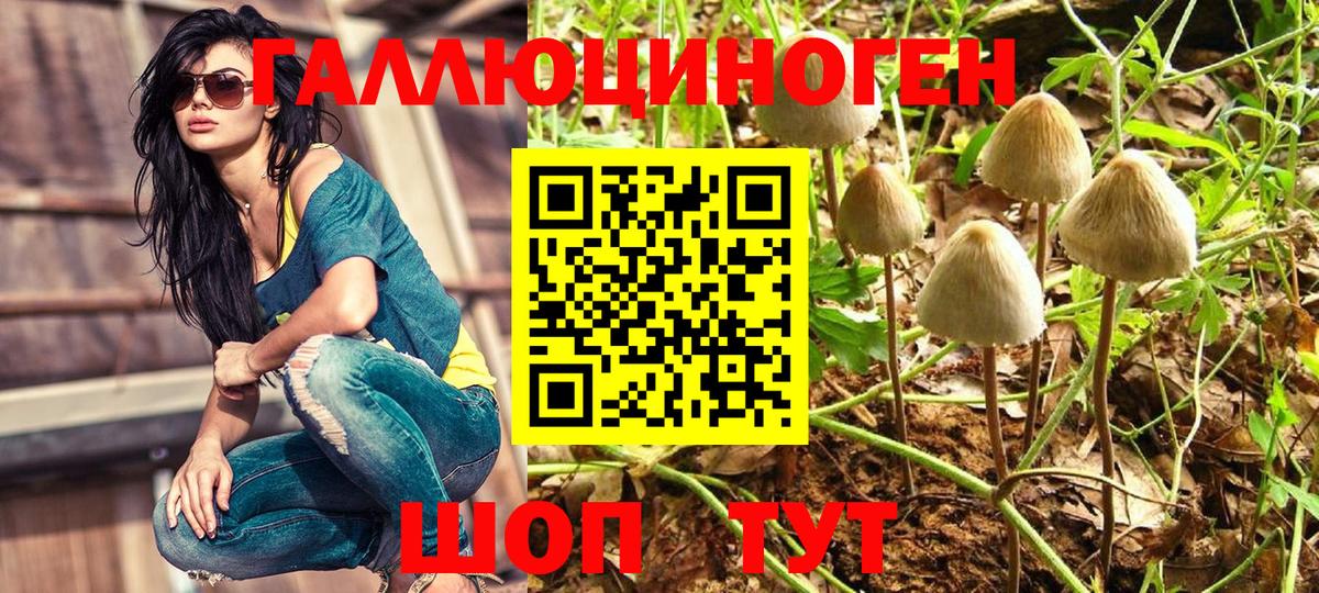 Галлюциногенные грибы Psilocybine cubensis  Вход с VPN  Чайковский 